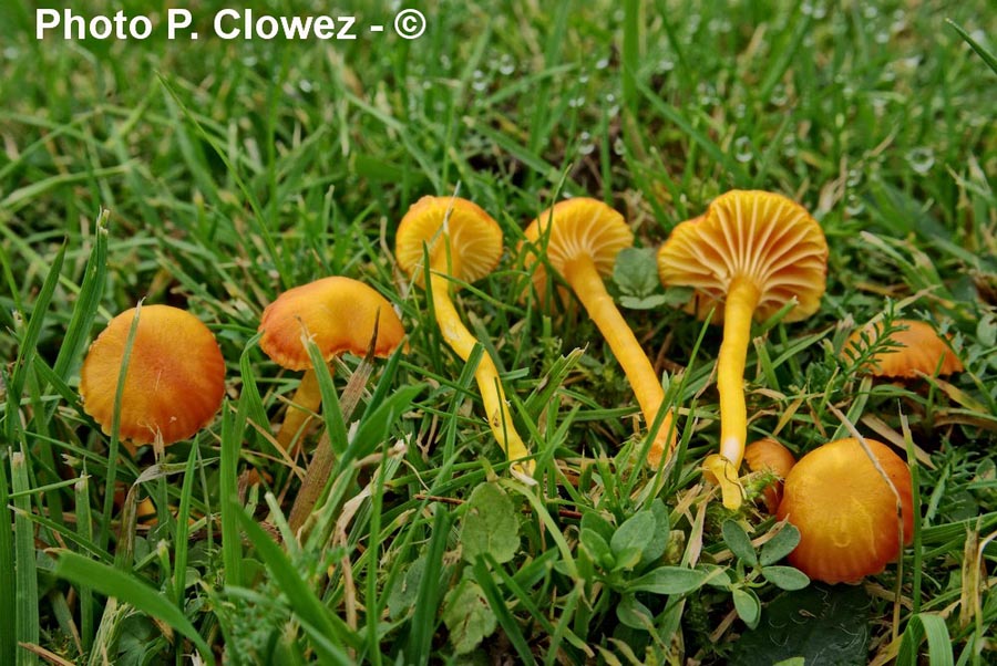 Hygrocybe ceracea var. vitellinoides