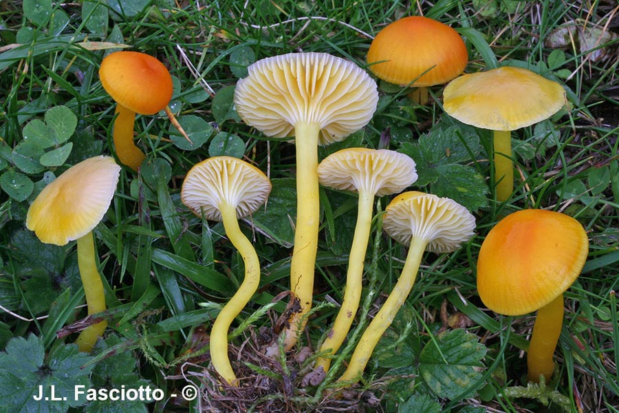 Hygrocybe ceracea var. vitellinoides