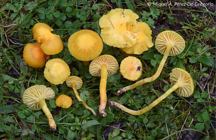 Hygrocybe ceracea