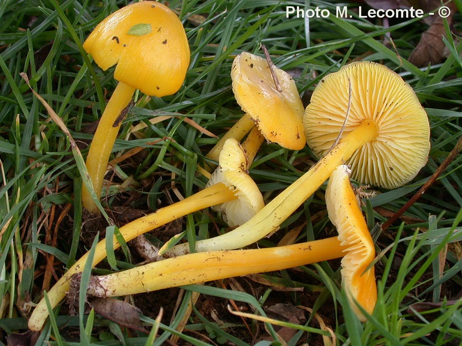 Hygrocybe chlorophana