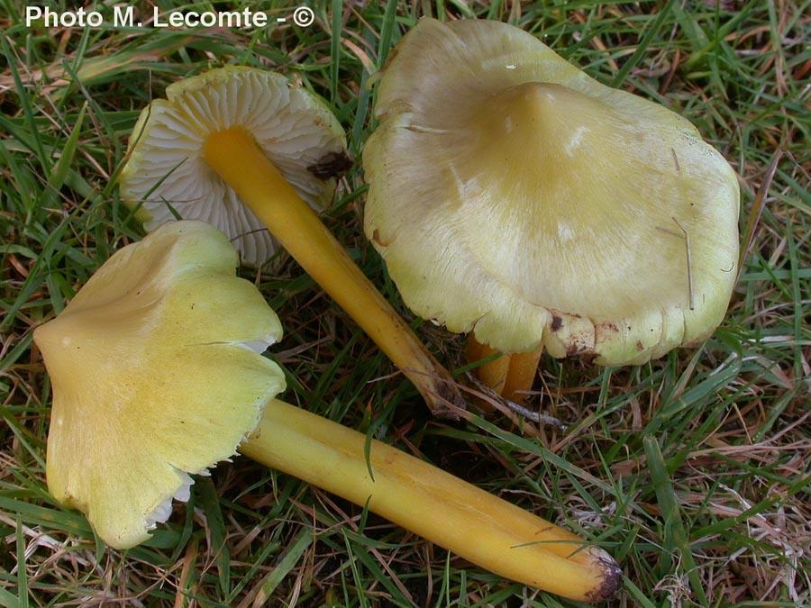 Hygrocybe citrinovirens