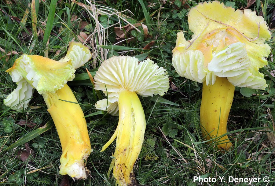 Hygrocybe citrinovirens