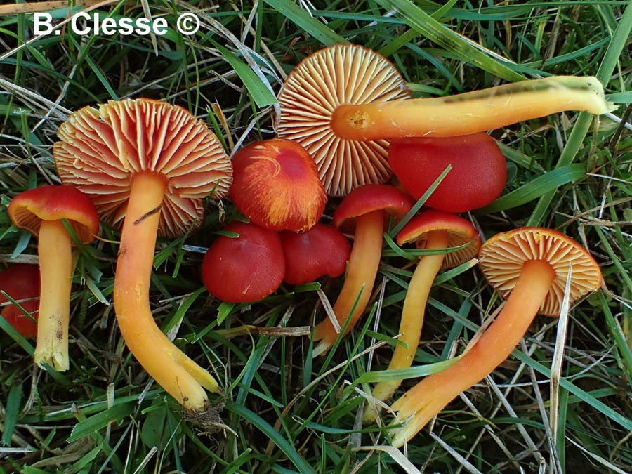 Hygrocybe coccinea