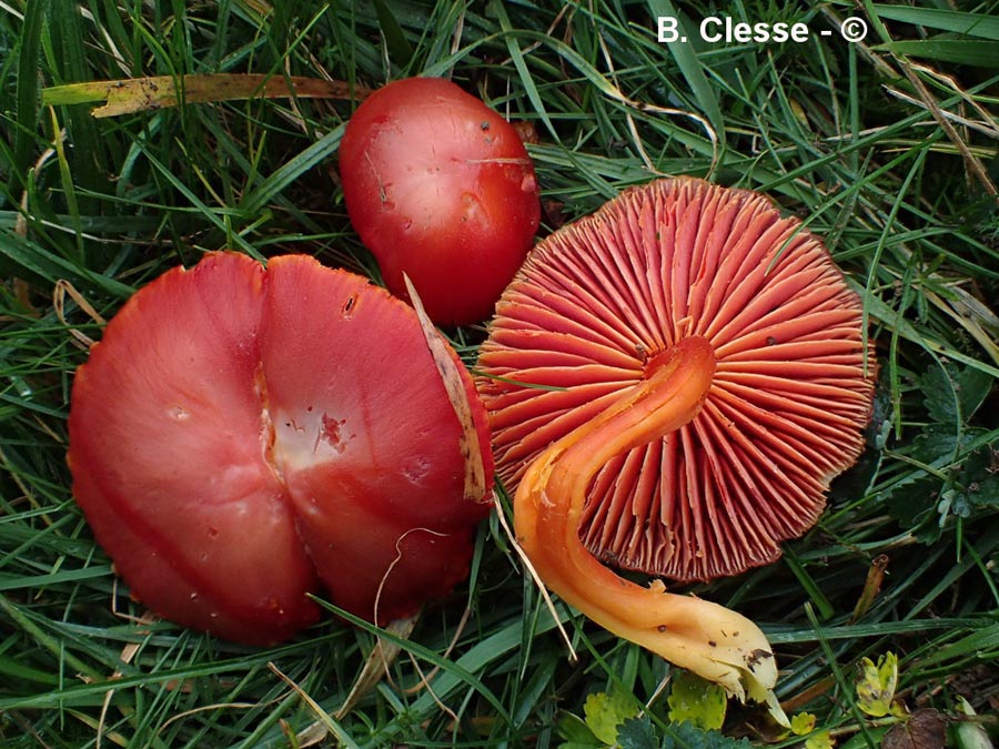 Hygrocybe coccinea