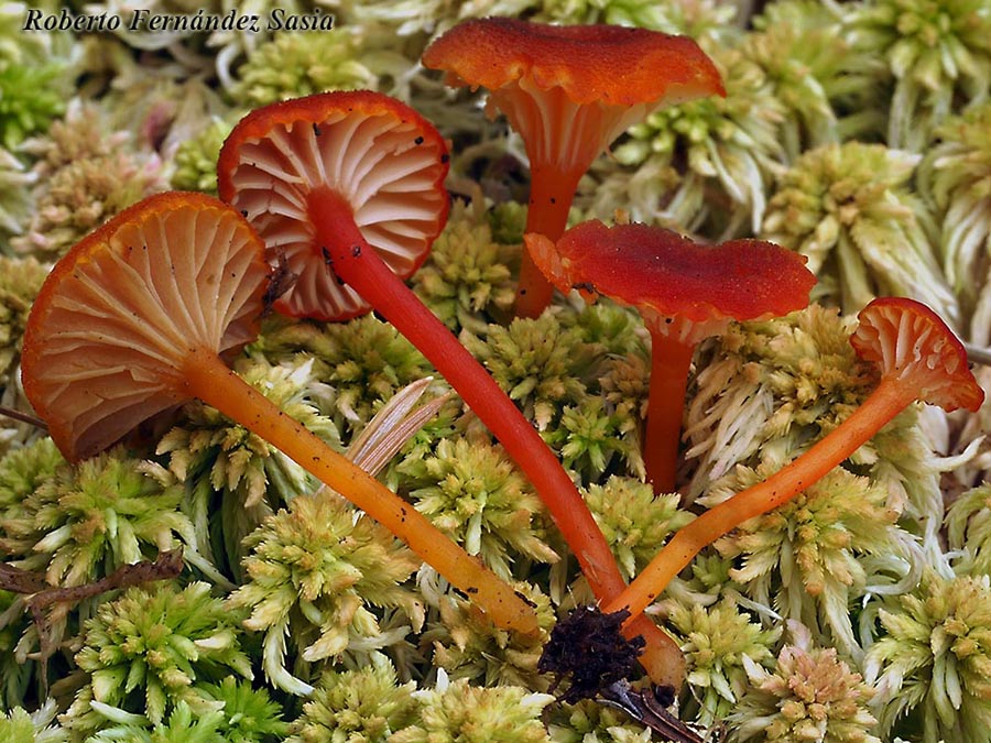 Hygrocybe coccineocrenata