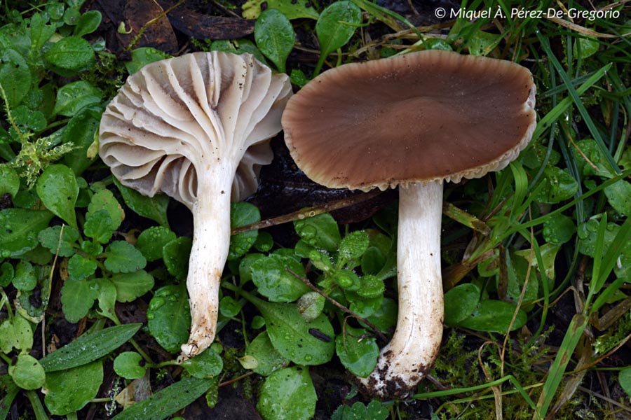 Hygrocybe colemanniana