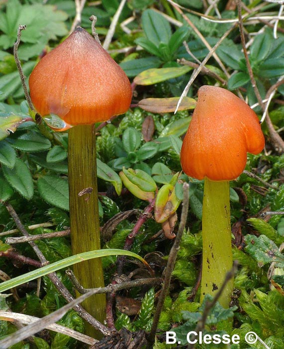 Hygrocybe conica