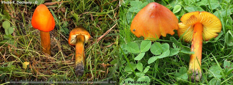 Hygrocybe conica