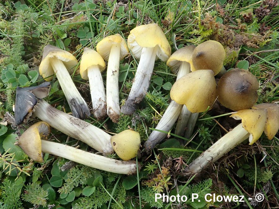 Hygrocybe conica var. chloroides