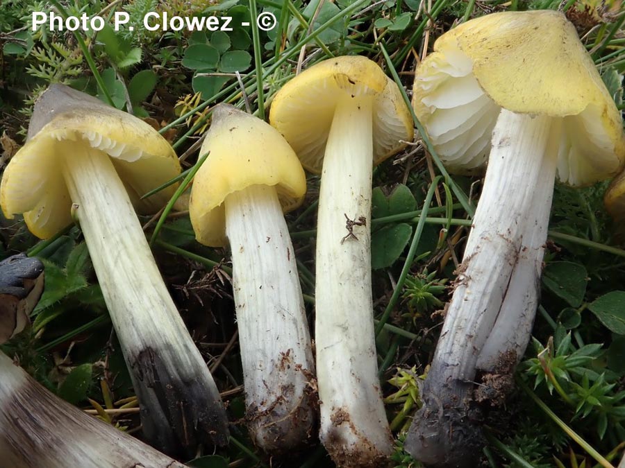 Hygrocybe conica var. chloroides