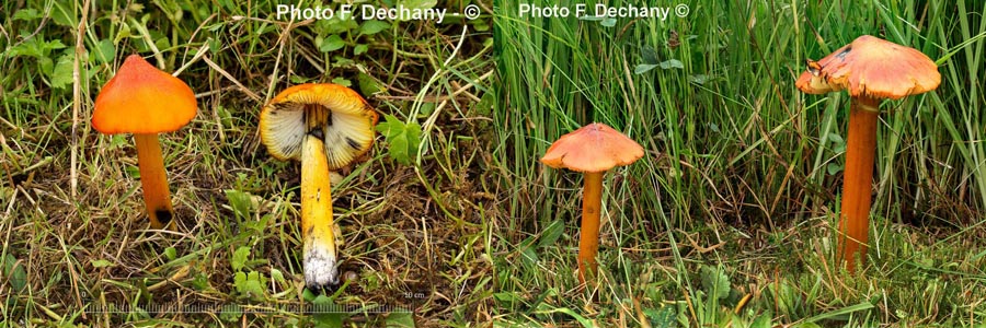 Hygrocybe conica