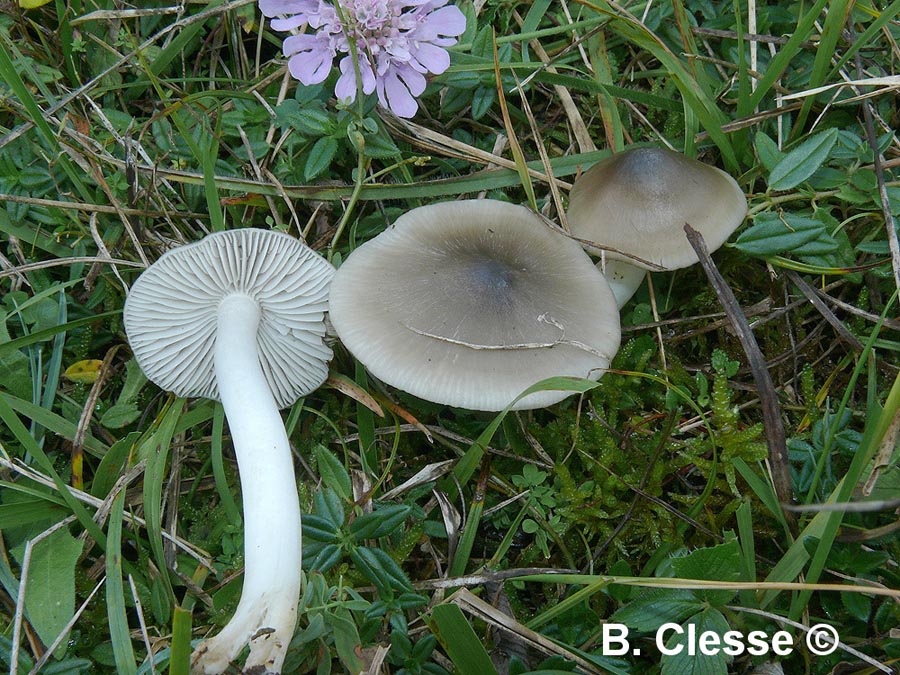 Hygrocybe fornicata