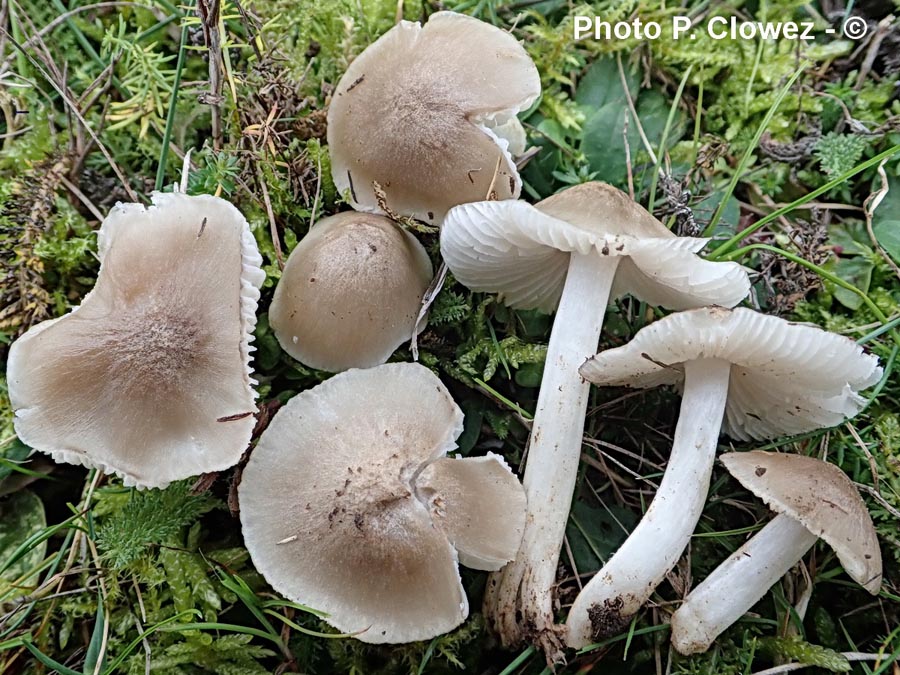 Hygrocybe fornicata