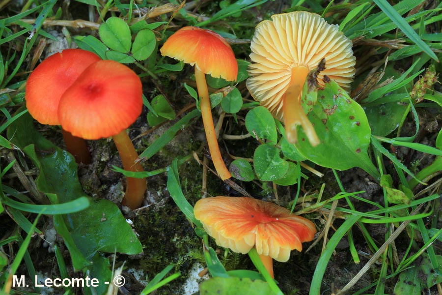 Hygrocybe glutinipes var. rubra