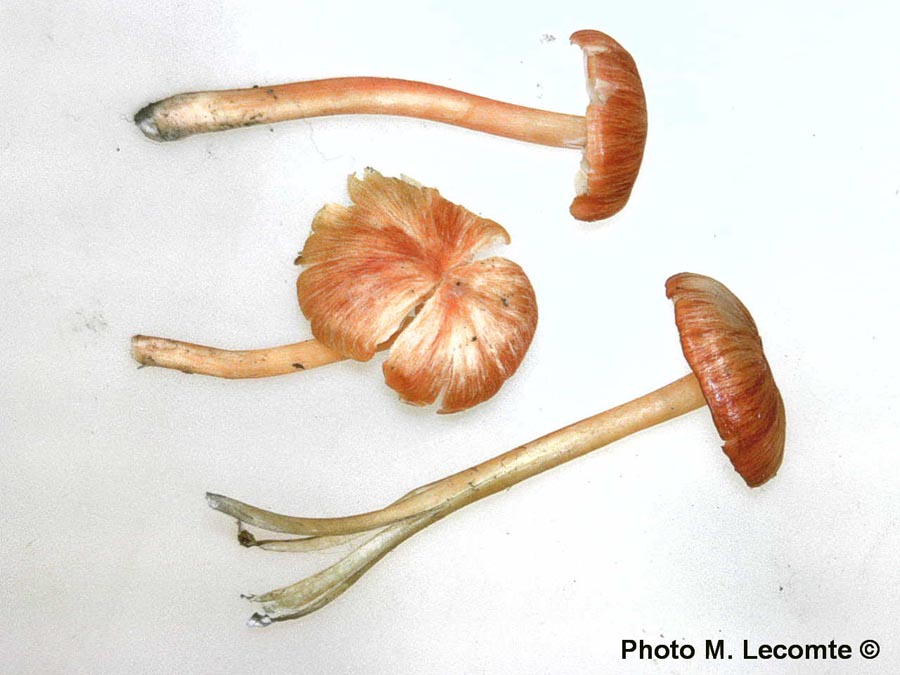 Hygrocybe glutinipes var. rubra