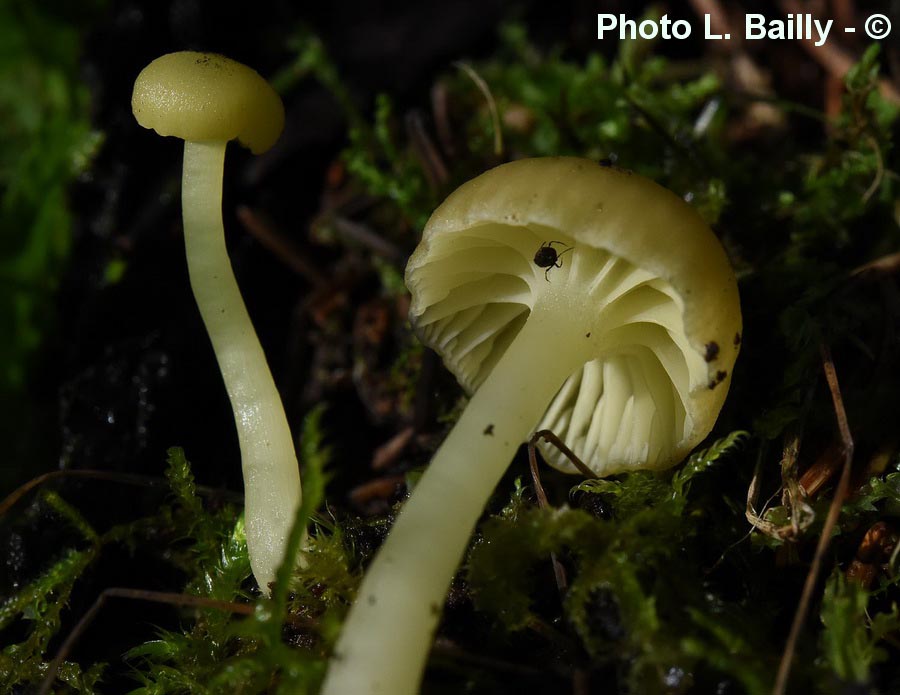 Hygrocybe grossula