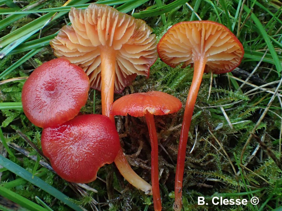 Hygrocybe helobia