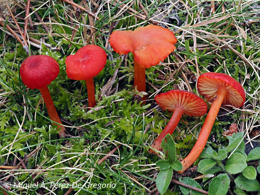 Hygrocybe helobia