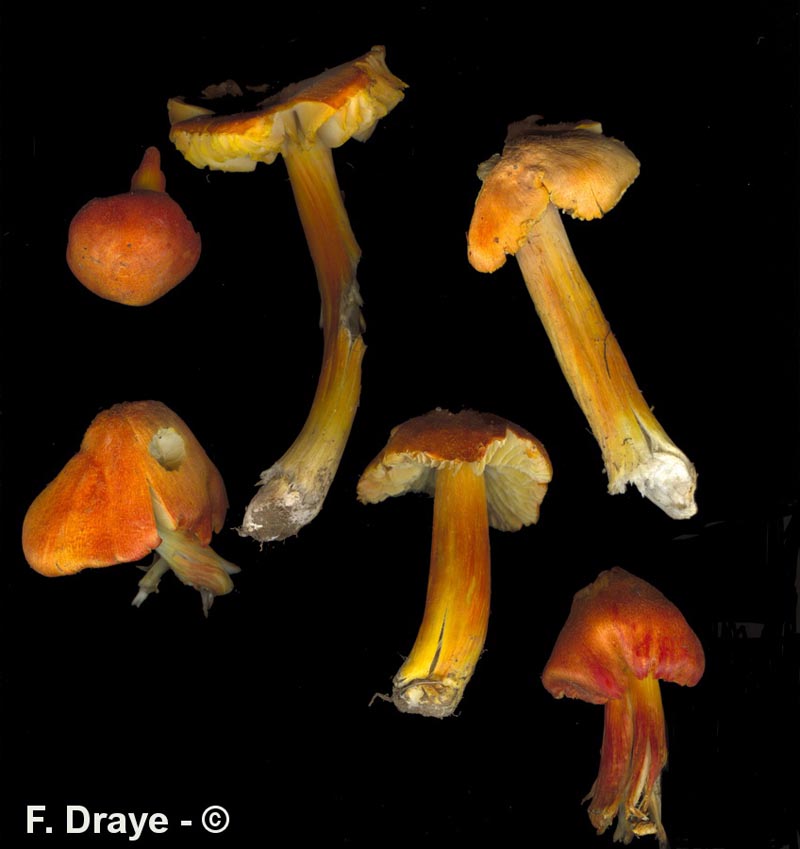 Hygrocybe intermedia