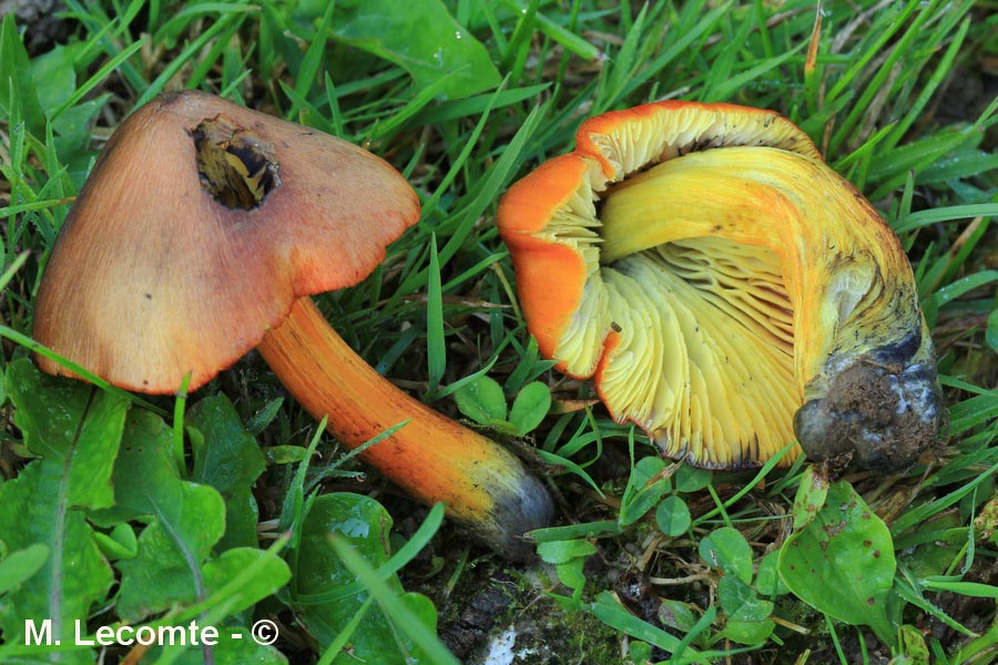 Hygrocybe intermedia