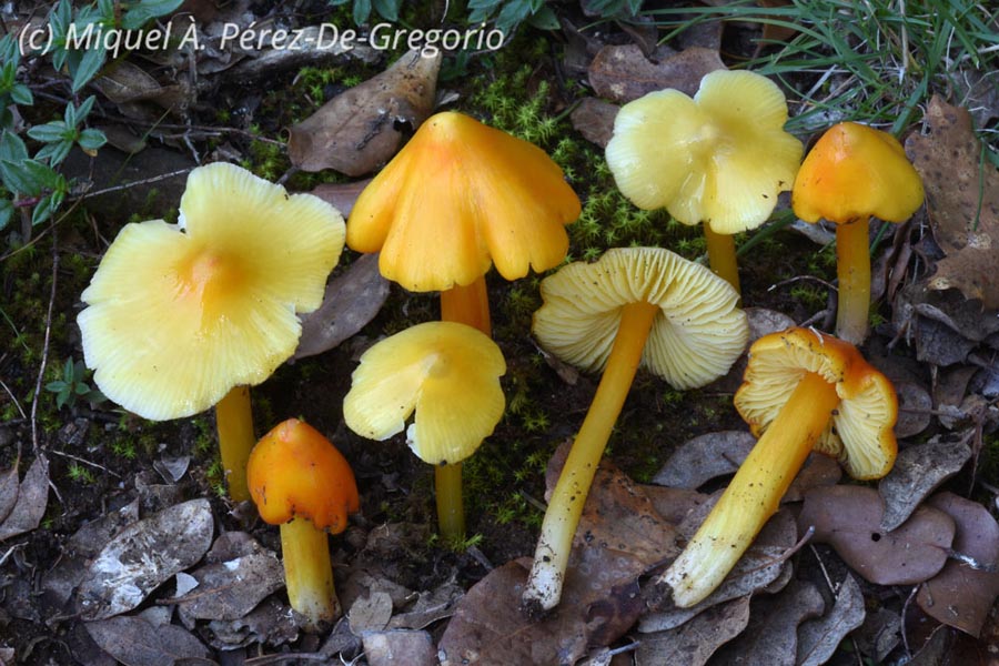 Hygrocybe konradii