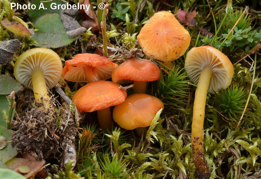 Hygrocybe laeta