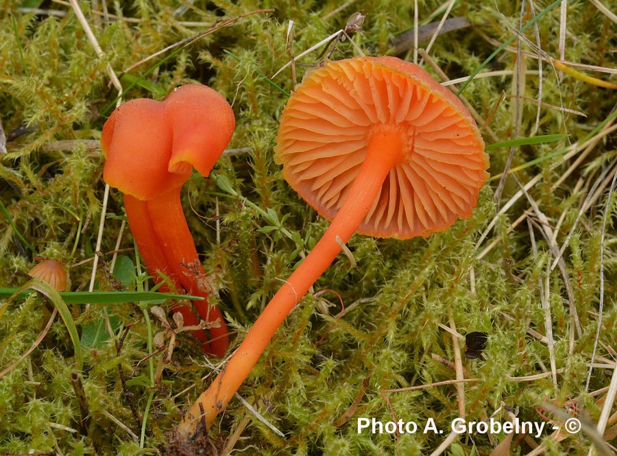 Hygrocybe miniata