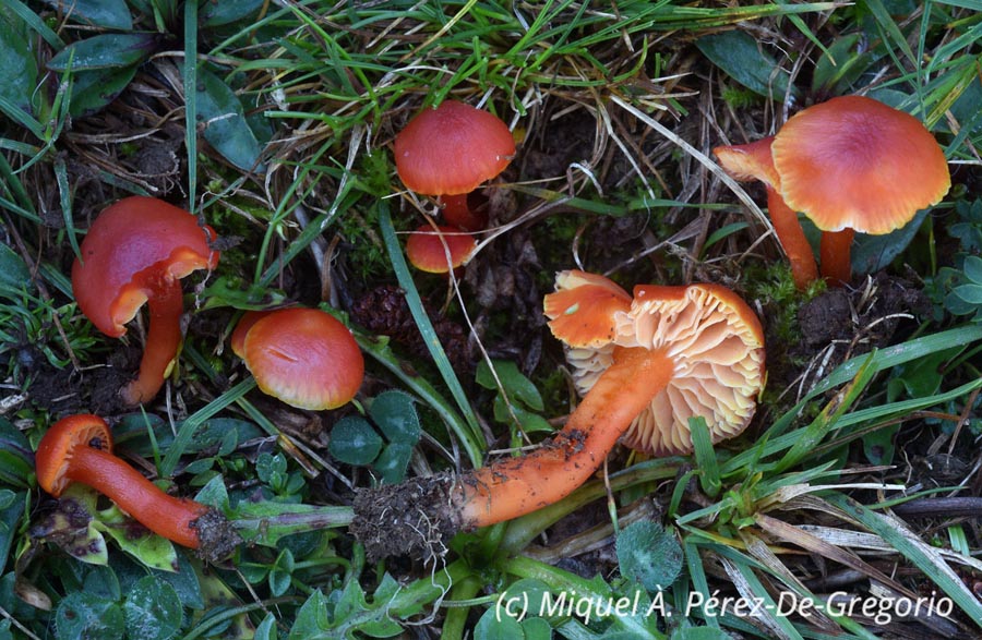 Hygrocybe miniata