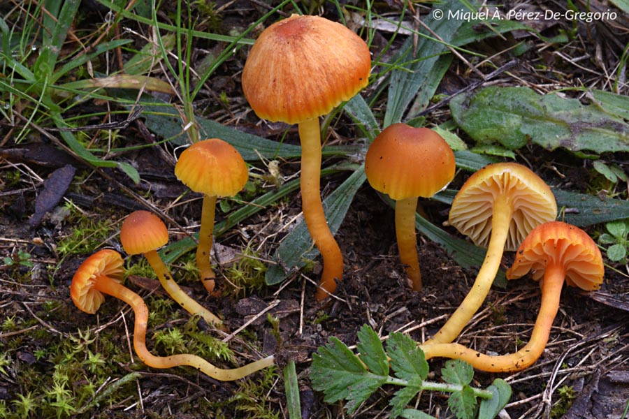 Hygrocybe miniata