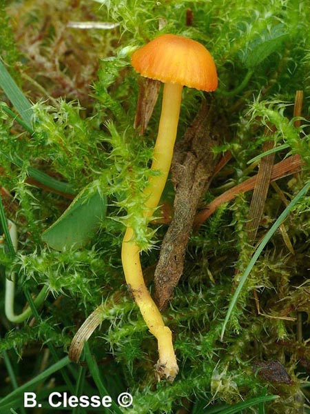 Hygrocybe mucronella