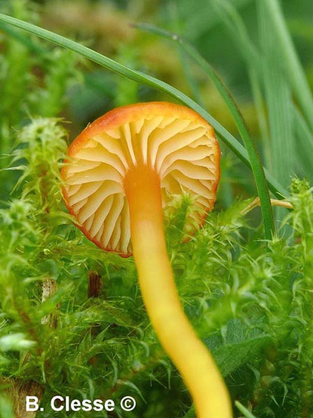 Hygrocybe mucronella