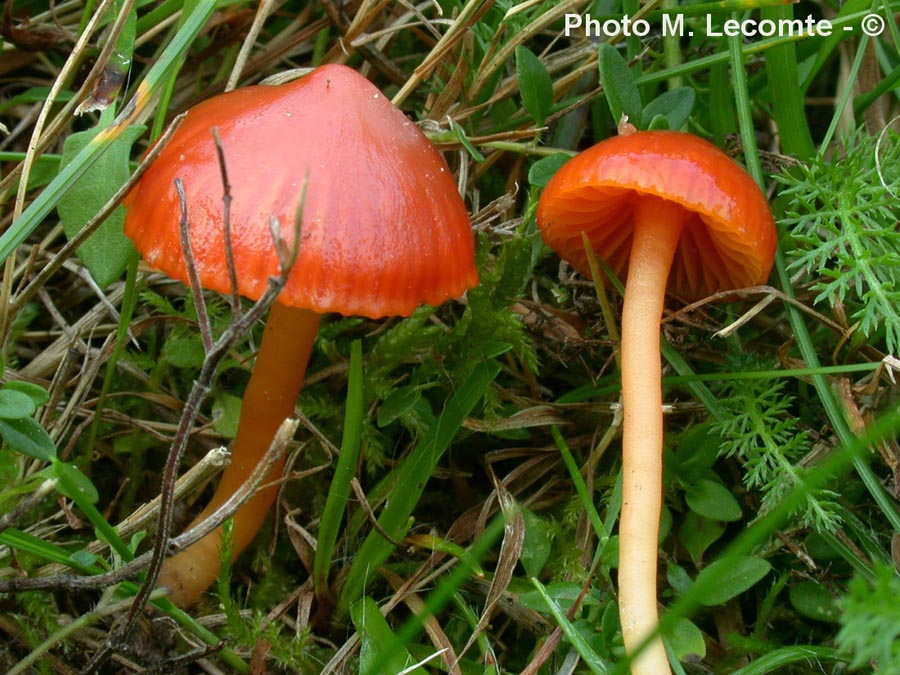 Hygrocybe perplexa