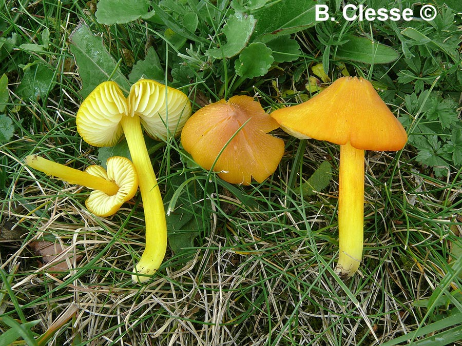 Hygrocybe persistens