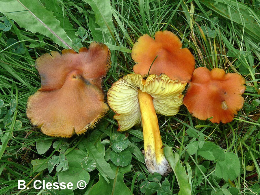 Hygrocybe pseudoconica