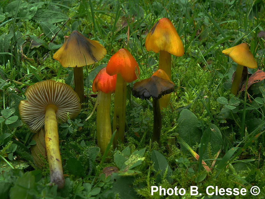 Hygrocybe pseudoconica