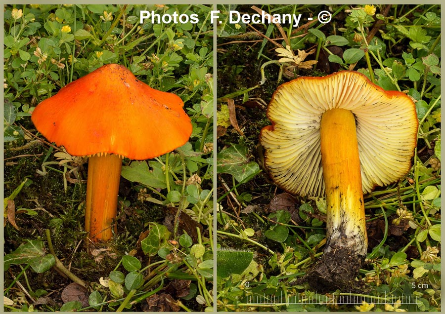 Hygrocybe pseudoconica