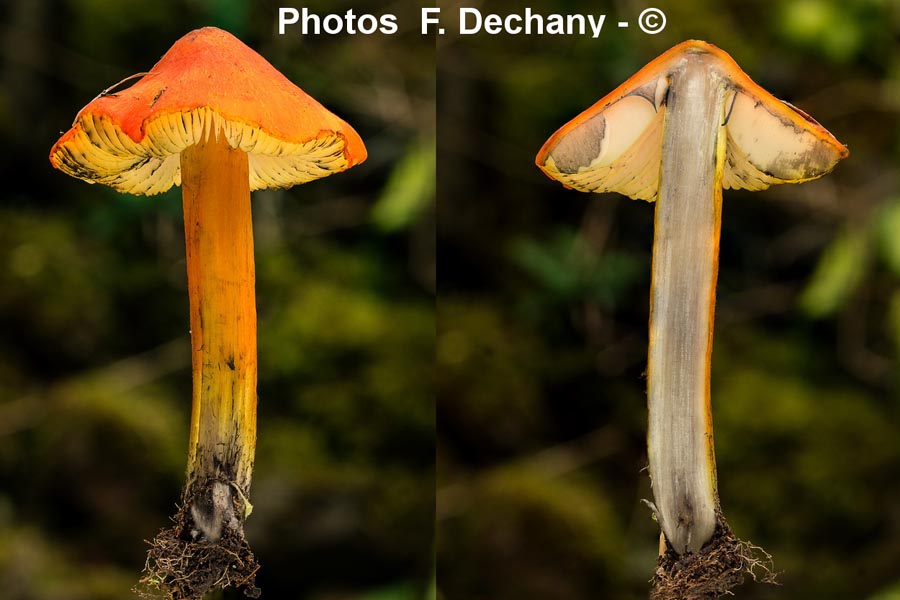 Hygrocybe pseudoconica