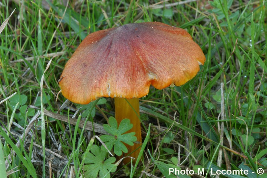 Hygrocybe pseudoconica