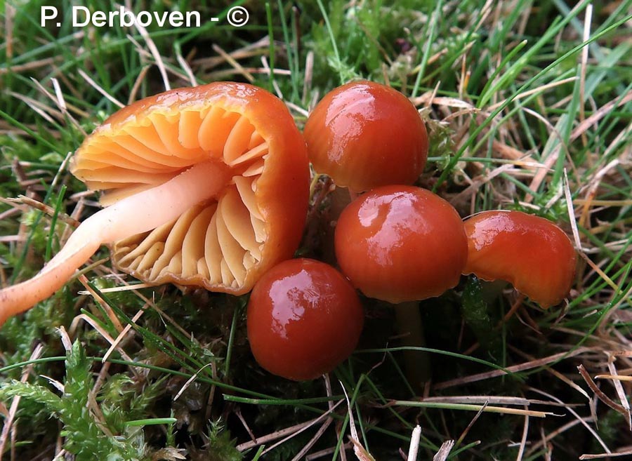 Hygrocybe psittacina var. perplexa