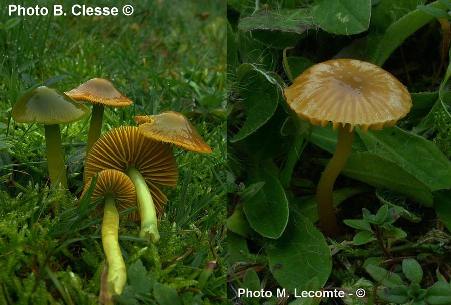 Hygrocybe psittacina (Gliophorus psittacinus)