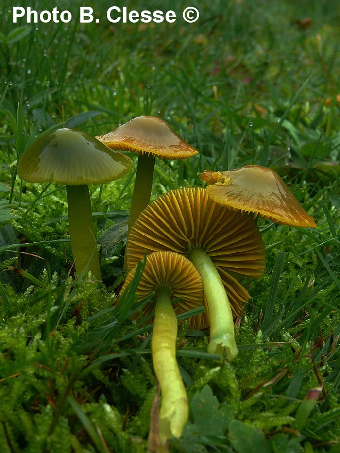 Hygrocybe psittacina (Gliophorus psittacinus)