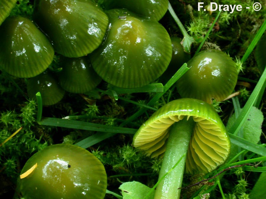 Hygrocybe psittacina (Gliophorus psittacinus)