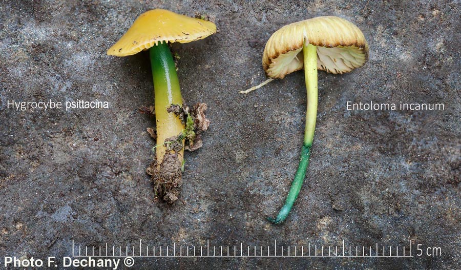 Hygrocybe psittacina (Gliophorus psittacinus)