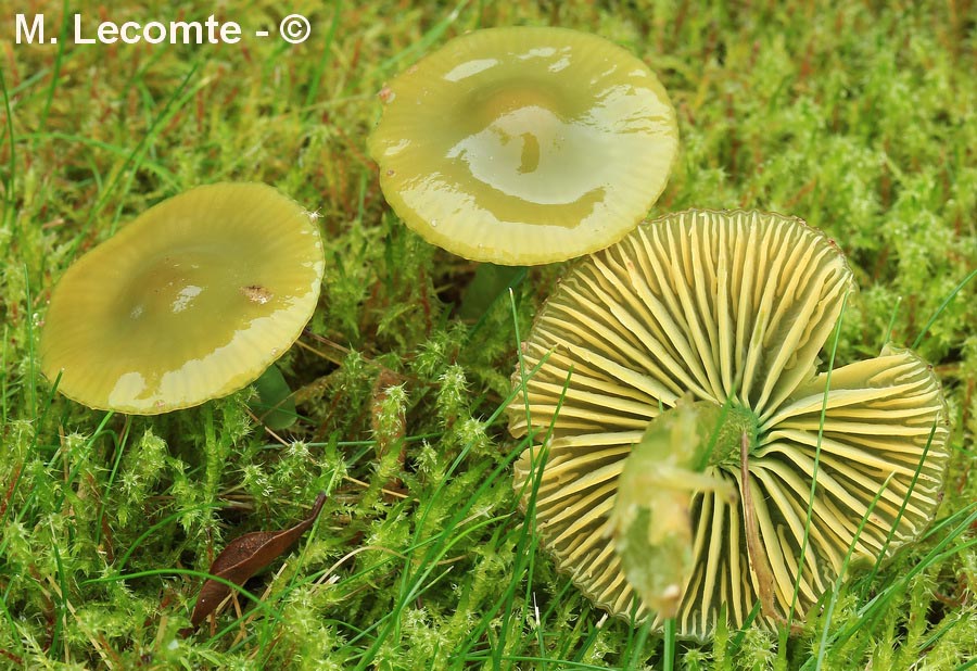 Hygrocybe psittacina (Gliophorus psittacinus)