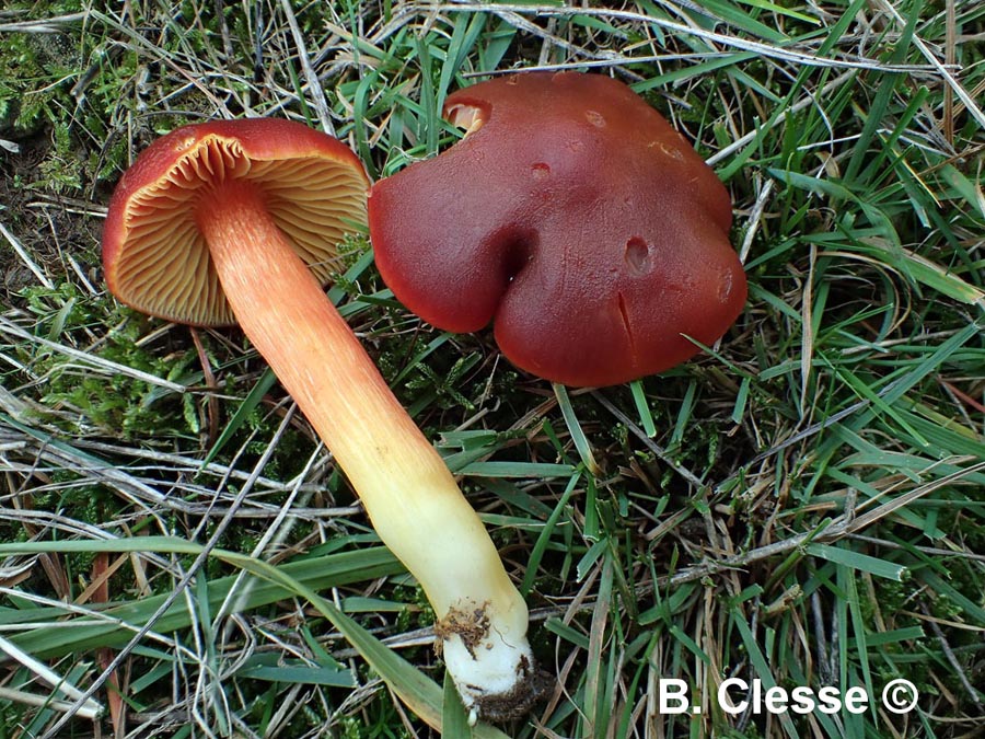 Hygrocybe punicea