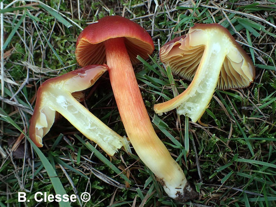 Hygrocybe punicea