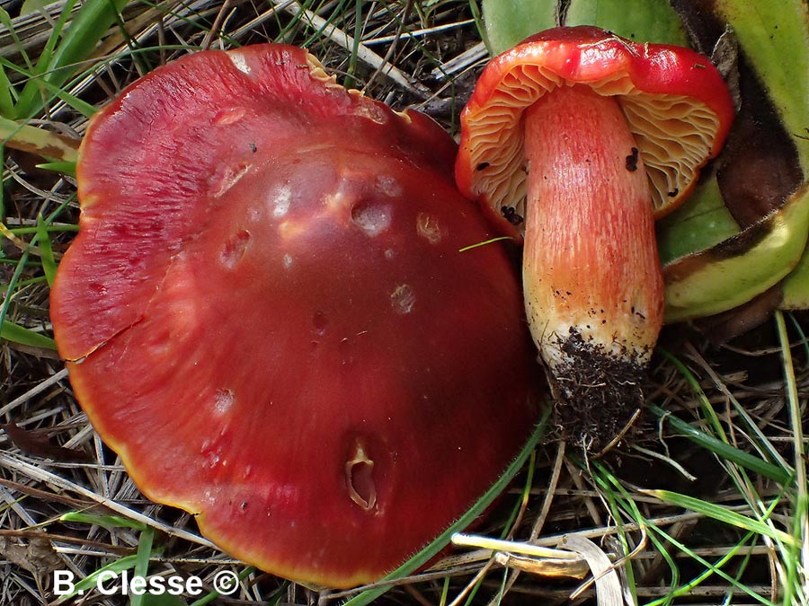 Hygrocybe punicea