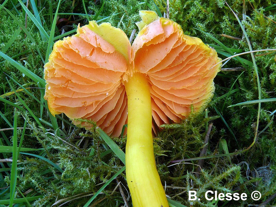 Hygrocybe quieta