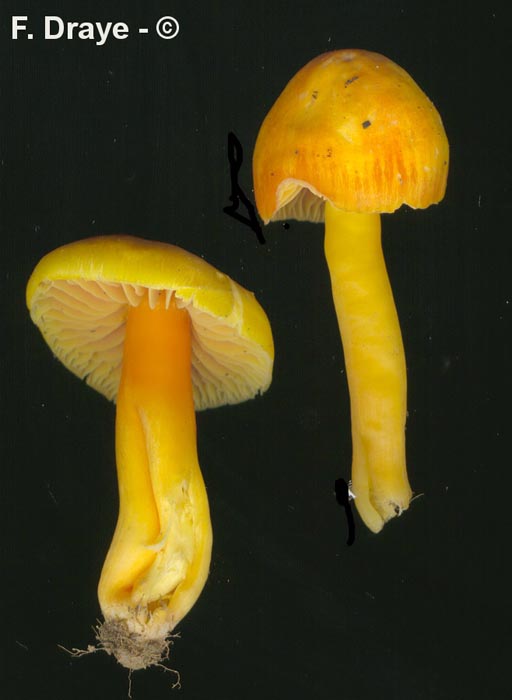 Hygrocybe quieta