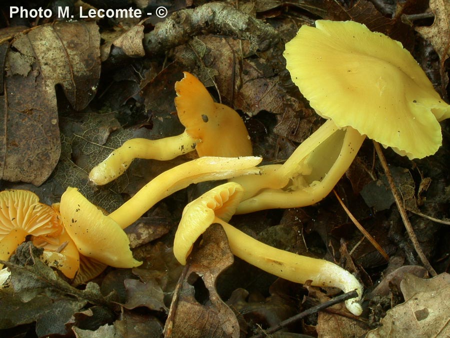 Hygrocybe quieta